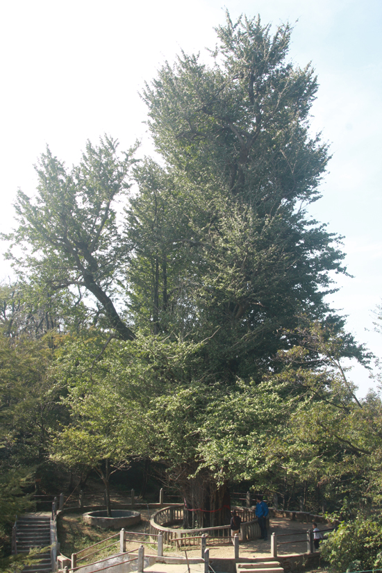 �л�������